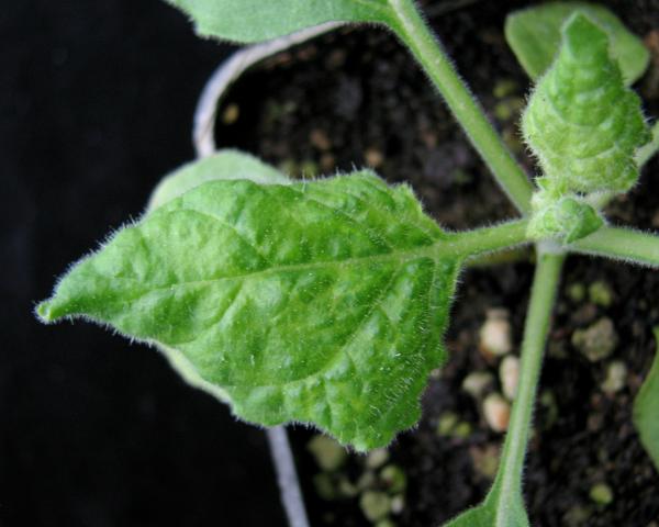 systemic symptoms of tomato aspermy virus on Nicotiana benthamiana
