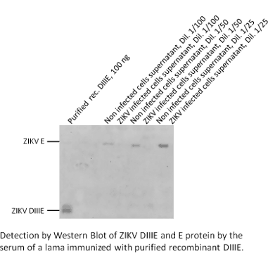 Detection by Western Blot of ZIKV DIIIE and E protein by the serum of lama immunized with purified recombinant DIIE