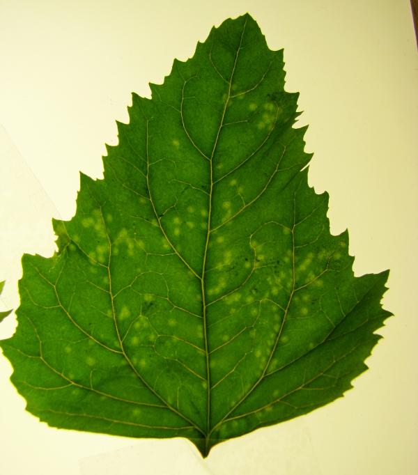 chlorotic local lesions of WVMV infection 