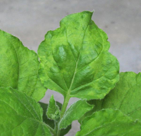 PPV-infected leaf  of Nicotiana benthamiana