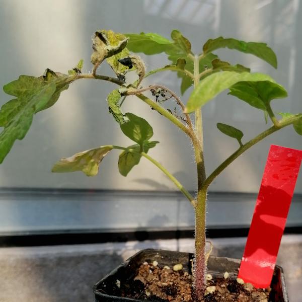 tomato plant infected by tomato apex necrosis virus