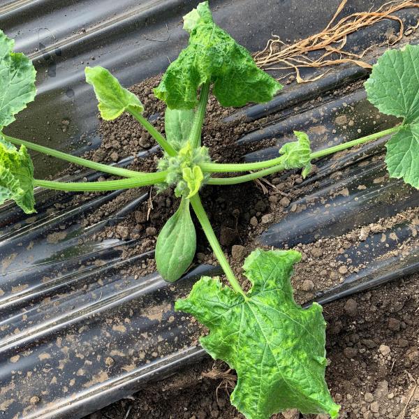 zucchini plant infected by tomato leaf curl New Delhi virus