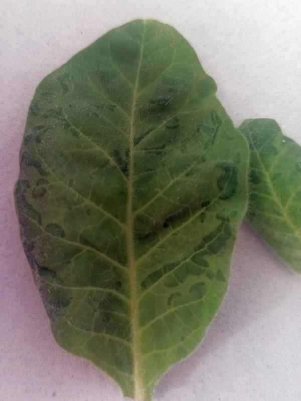 Tobacco vein banding mosaic virus on tobacco leaves