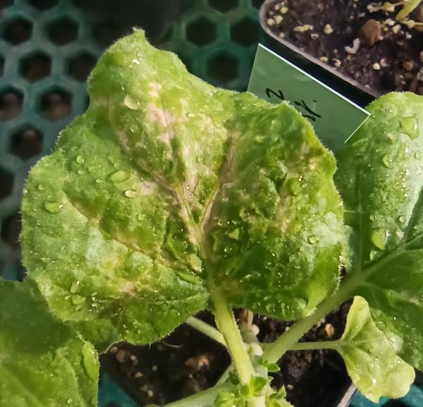 chlorotic and necrotic lesions by Tobacco necrosis virus D
