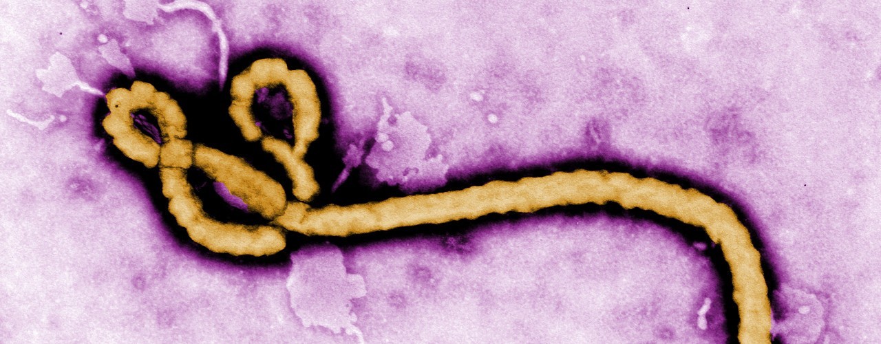 Ebolavirus