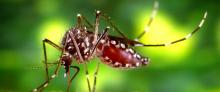 Aedes aegypti mosquito and Zika virus